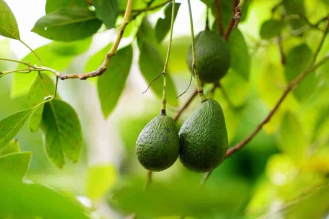 Gdzie rośnie awokado? Odkryj najwięcej producentów na świecie