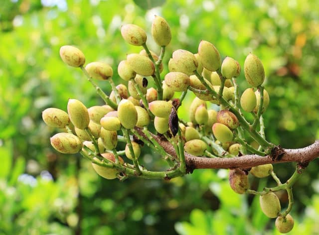 W jakim kraju rosną pistacje? Poznaj największych producentów!